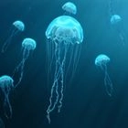 Γαλάζιες μέδουσες (φωτογραφία αρχείου)