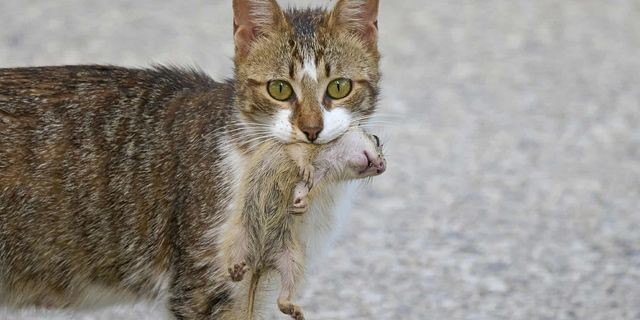 Μία αδέσποτη γάτα εξολόθρευσε ολόκληρη αποικία λαγόγυρων στη Θεσσαλονίκη