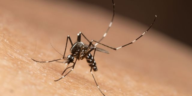 Δέκα νέα κρούσματα λοίμωξης από τον ιό του Δυτικού Νείλου