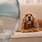 Πώς να προστατεύσουμε τα κατοικίδιά μας από τον καύσωνα