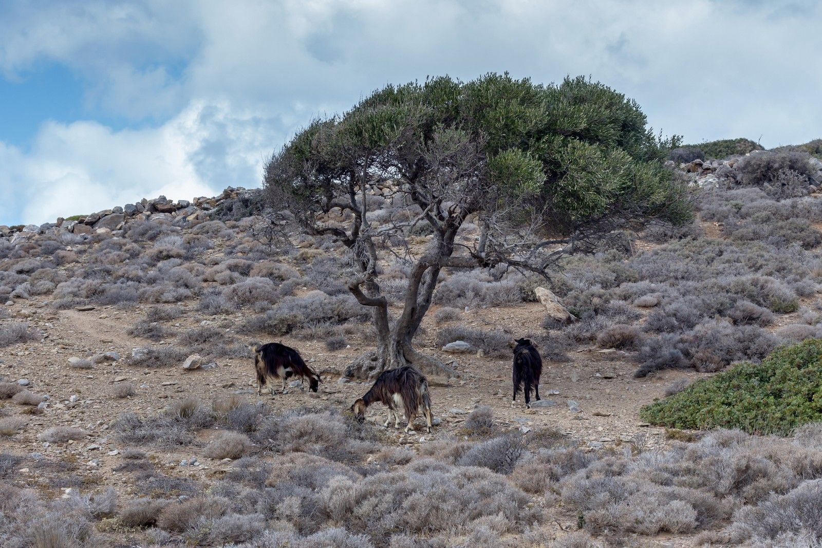 Πρακτικές μαφίας στον ΟΠΕΚΕΠΕ - Ποινή στην Τυχεροπούλου επειδή... μίλησε
