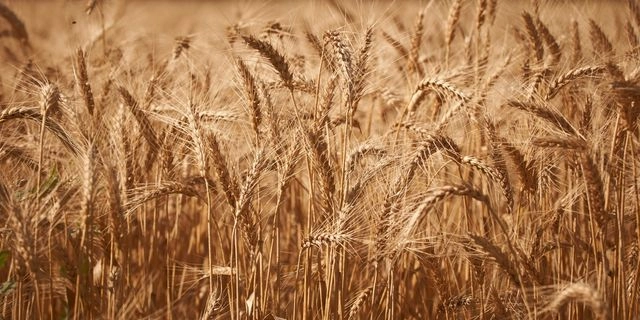 Η ΕΕ θα μειώσει δραστικά τις εισαγωγές σιταριού και ζάχαρης από την Ουκρανία