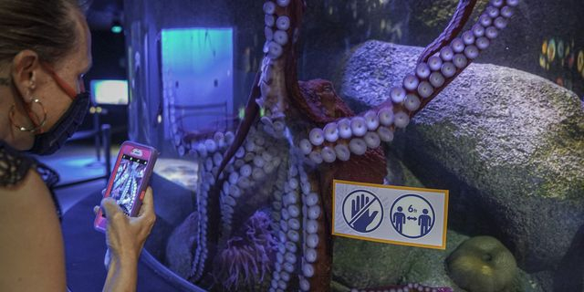 Χταπόδι σε ενυδρείο (αρχείο)