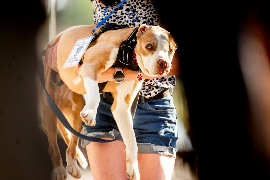 Ugliest Dog Contest
