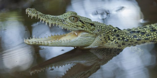 Αστυνομικός έβγαλε αλιγάτορα από πισίνα και τον έβαλε στο περιπολικό – Βίντεο