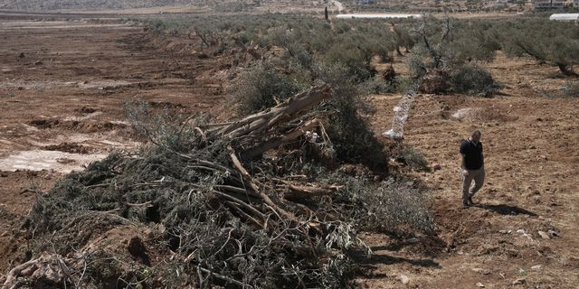 Μπουλντόζες ξερίζωσαν ελαιόδεντρα σε χωριό της Δυτικής Όχθης
