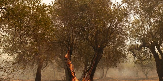 Πυρκαγιές: Στο επίπεδο 4 θα βρίσκεται και την Κυριακή η Αττική