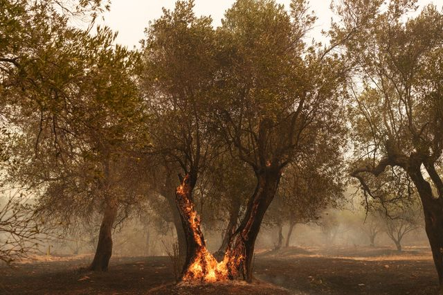 Πυρκαγιές: Στο επίπεδο 4 θα βρίσκεται και την Κυριακή η Αττική