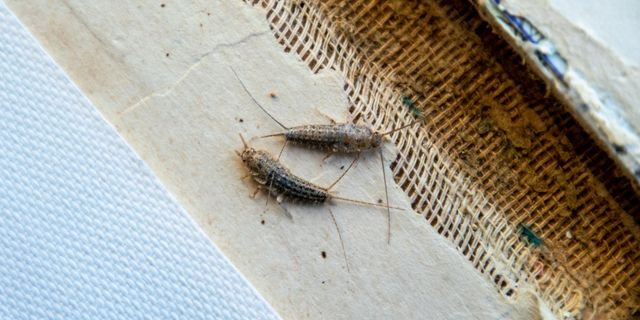 Ασημόψαρο