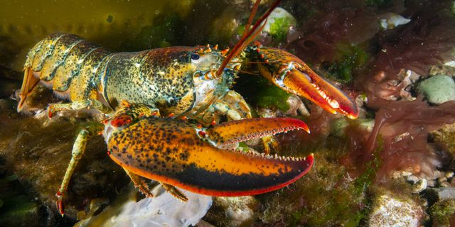 Αμερικανικός αστακός