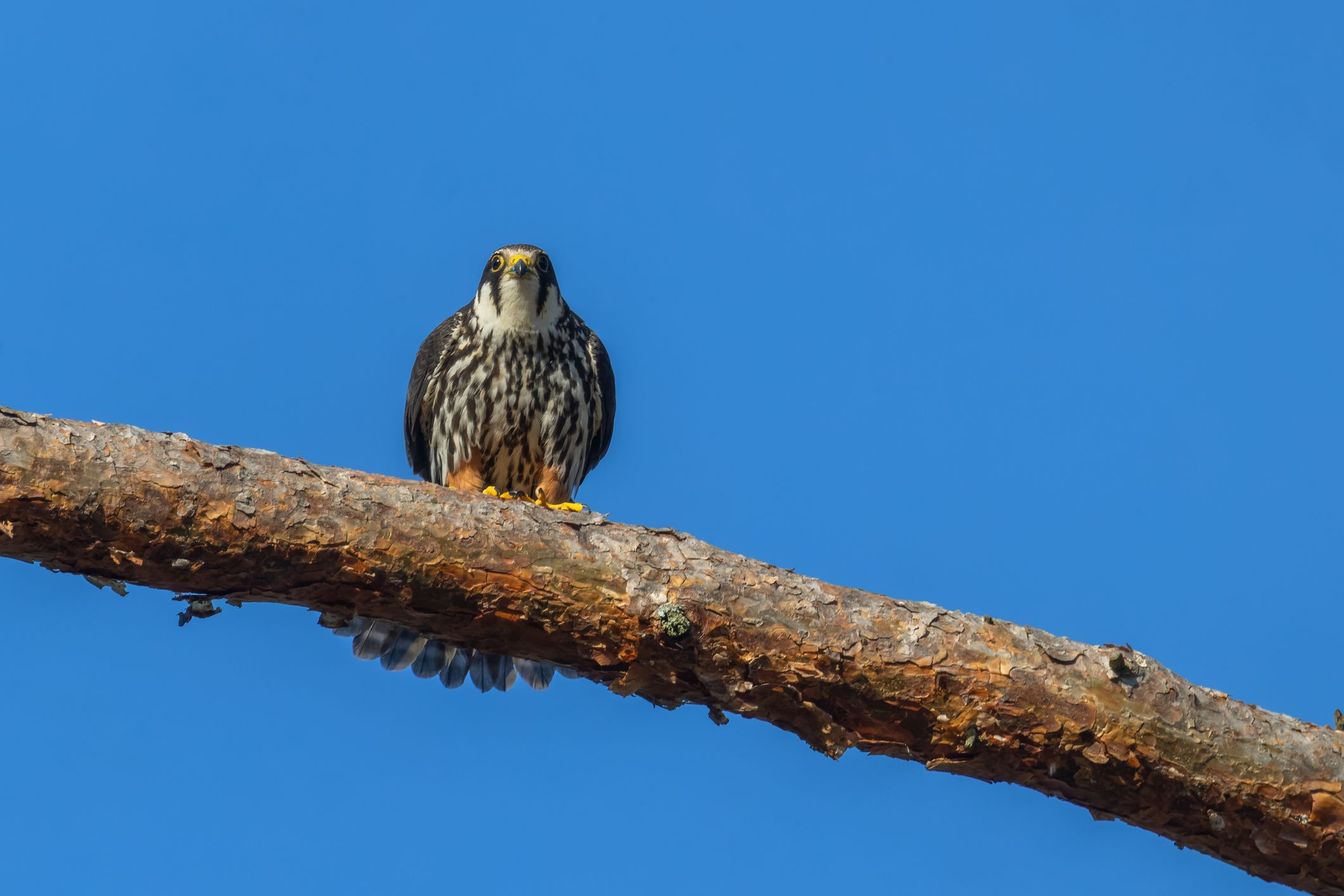 Eurasian hobby (Falco subbuteo)