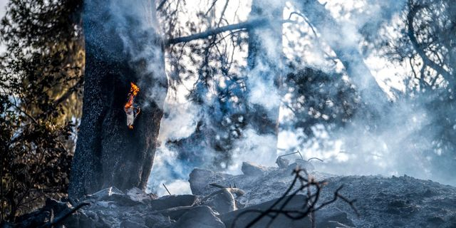 Φωτιά στην Ηλεία: Στάχτη έγιναν 7.950 στρέμματα – Η ανάλυση του Copernicus