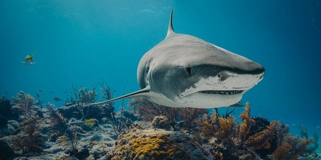 Σπάνιος πορτοκαλί καρχαρίας με ξανθισμό ανακαλύφθηκε στην Καραϊβική – Φωτογραφίες