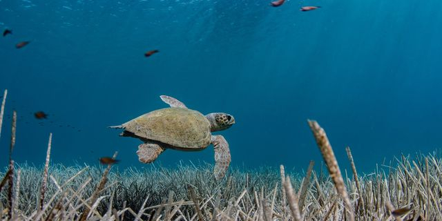 Το πιο σημαντικό μέρος στη Γη δεν βρίσκεται στη στεριά – αλλά στη θάλασσα