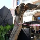Πτώση δέντρου στην πλατεία Αγίας Ειρήνης