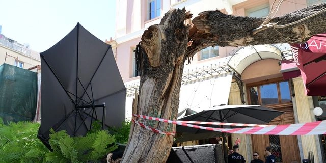 Πτώση δέντρου στην πλατεία Αγίας Ειρήνης