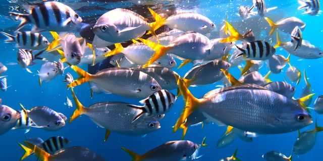 H ανακάλυψη που θα αλλάξει τον τρόπο που βλέπεις τα ψάρια