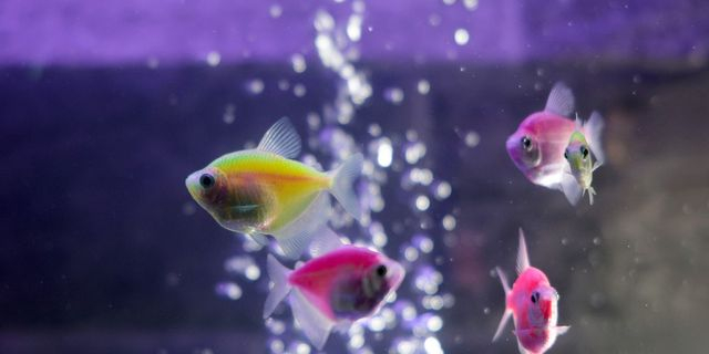 Δεν είναι αυτό που νομίζεις οι φυσαλίδες που βγάζουν τα ψάρια