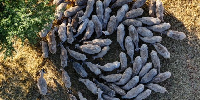 Ευλογιά στην Ελλάδα: Οι άδειοι στάβλοι, η έλλειψη στο γάλα και οι αυξήσεις τιμών