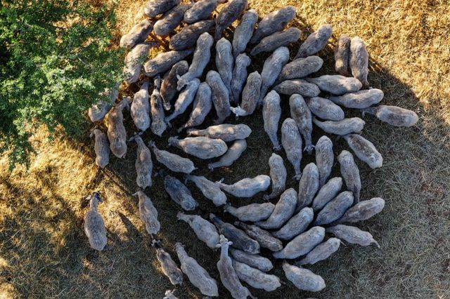 Ευλογιά στην Ελλάδα: Οι άδειοι στάβλοι, η έλλειψη στο γάλα και οι αυξήσεις τιμών