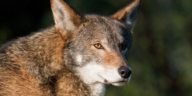 Χαλκιδική: Επίθεση λύκου σε 5χρονο παιδί