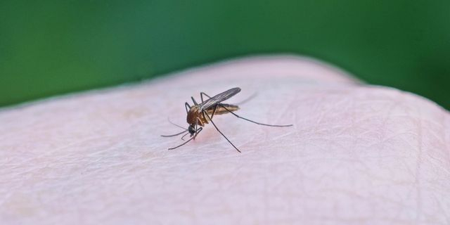 Κρήτη: Καταγράφηκε το πρώτο κρούσμα του ιού του Δυτικού Νείλου