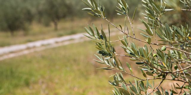 Ελαιώνας: Η Ελλάδα δείχνει τον δρόμο για βιώσιμη ελαιοκομία
