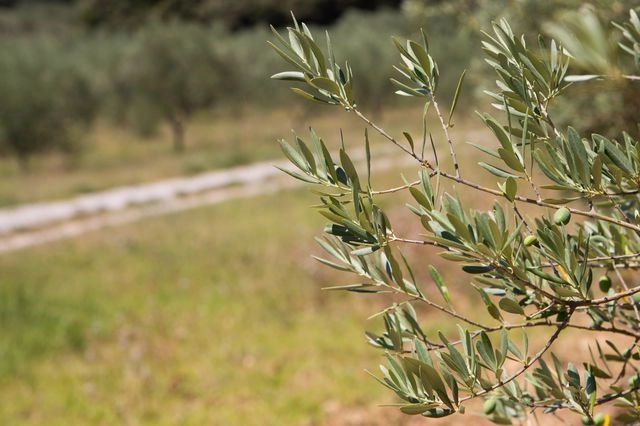 Ελαιώνας: Η Ελλάδα δείχνει τον δρόμο για βιώσιμη ελαιοκομία