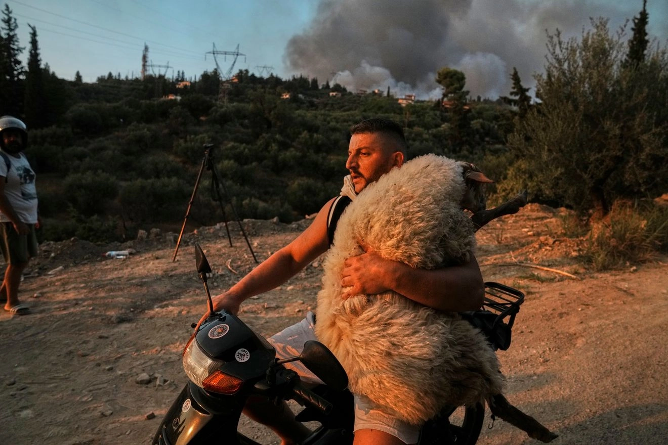 Ένας άνδρας μεταφέρει ένα πρόβατο με τη μοτοσικλέτα του κατά τη διάρκεια πυρκαγιάς στην πόλη της Πάτρας