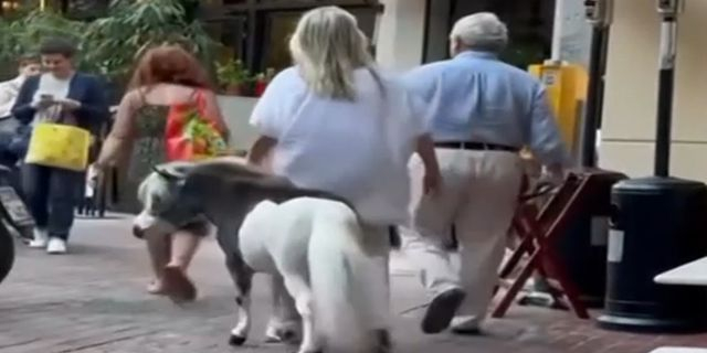 Γυναίκα έβγαλε βόλτα το πόνυ της στο κέντρο της Αθήνας