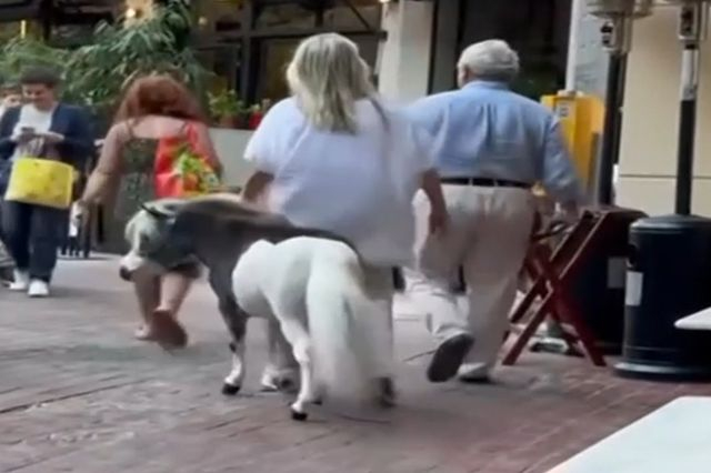Γυναίκα έβγαλε βόλτα το πόνυ της στο κέντρο της Αθήνας