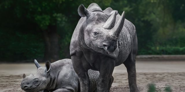 Μαύρος ρινόκερος