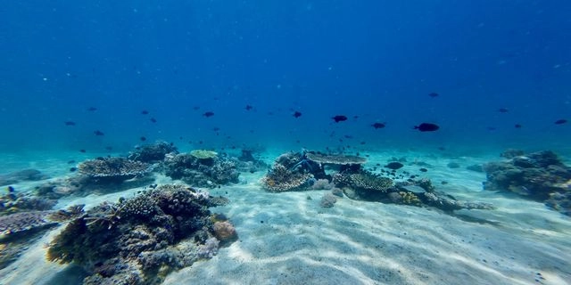 Το θαλάσσιο ον που σε ενοχλεί τα καλοκαίρια και δεν ξέρεις πως είναι αθάνατο
