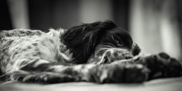 Φρίκη στη Χαλκιδική: Πυροβόλησαν και σκότωσαν σκυλάκι σε αυλή σπιτιού