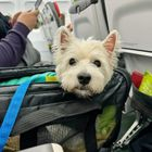 Σκύλος στο αεροπλάνο