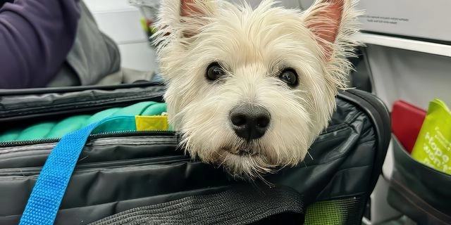 Σκύλος στο αεροπλάνο