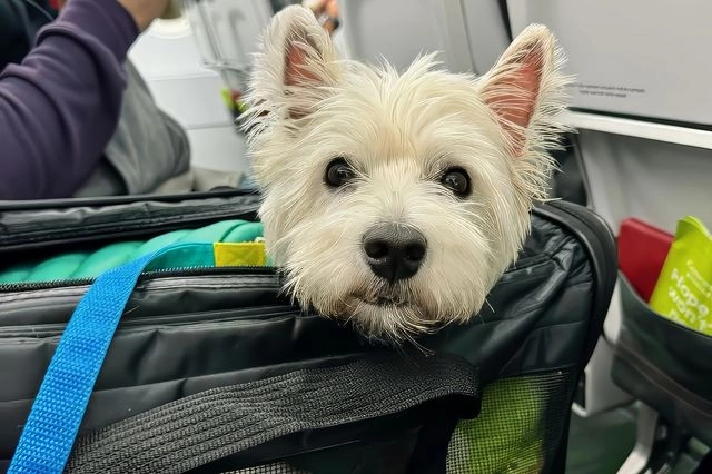 Σκύλος στο αεροπλάνο
