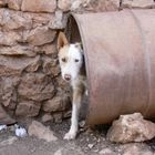 Χανιά: Συνελήφθη 51χρονος για κακοποίηση ζώων – 7 σκυλιά ζούσαν δεμένα σε βαρέλια