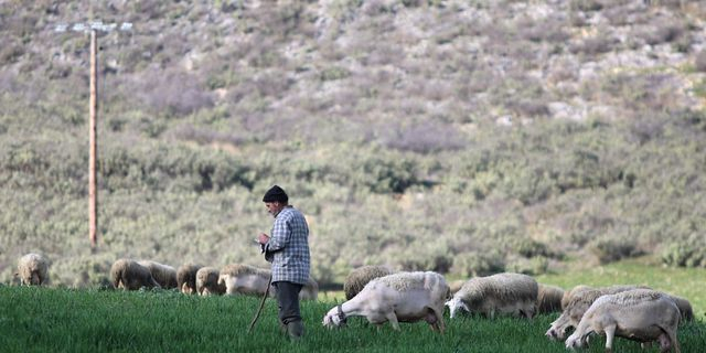 Συνεδριάζουν οι κτηνοτρόφοι της Θεσσαλίας στον Τύρναβο για την ευλογιά