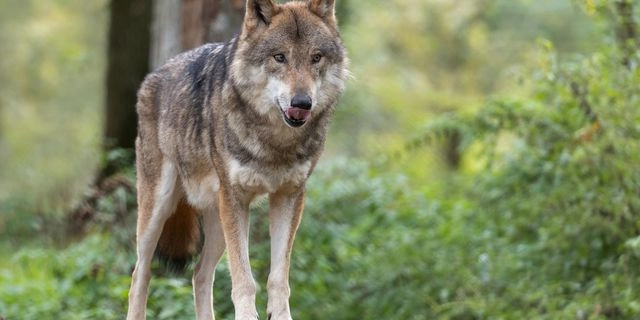 Συναγερμός στη Χαλκιδική για την παρουσία λύκου: “Προσοχή κατά την μετακίνησή σας”