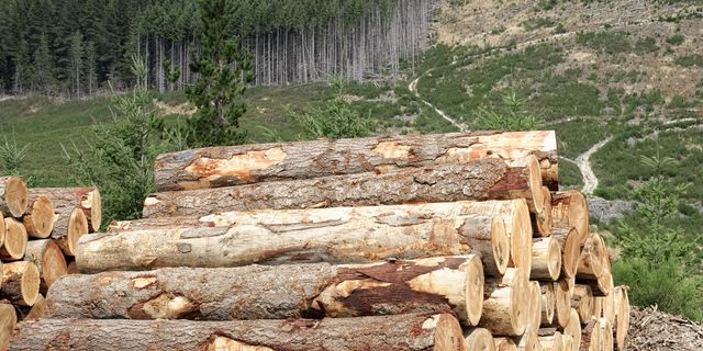 Βόλβη: Ελεύθερος με όρους ο 62χρονος που κατηγορείται για παράνομη υλοτομία