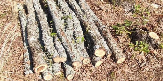 Βόλβη: 62χρονος είχε αποψιλώσει ολόκληρη πλαγιά – Η εμπλοκή του σε θανάσιμο τραυματισμό εργάτη