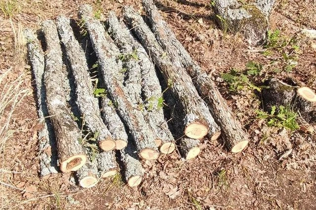 Βόλβη: 62χρονος είχε αποψιλώσει ολόκληρη πλαγιά – Η εμπλοκή του σε θανάσιμο τραυματισμό εργάτη