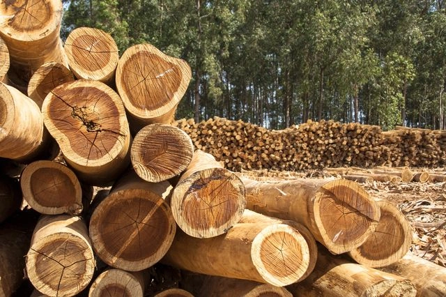 ΗΠΑ: Επιβολή δασμών σε εισαγωγές ξυλείας και ξύλινα προϊόντα