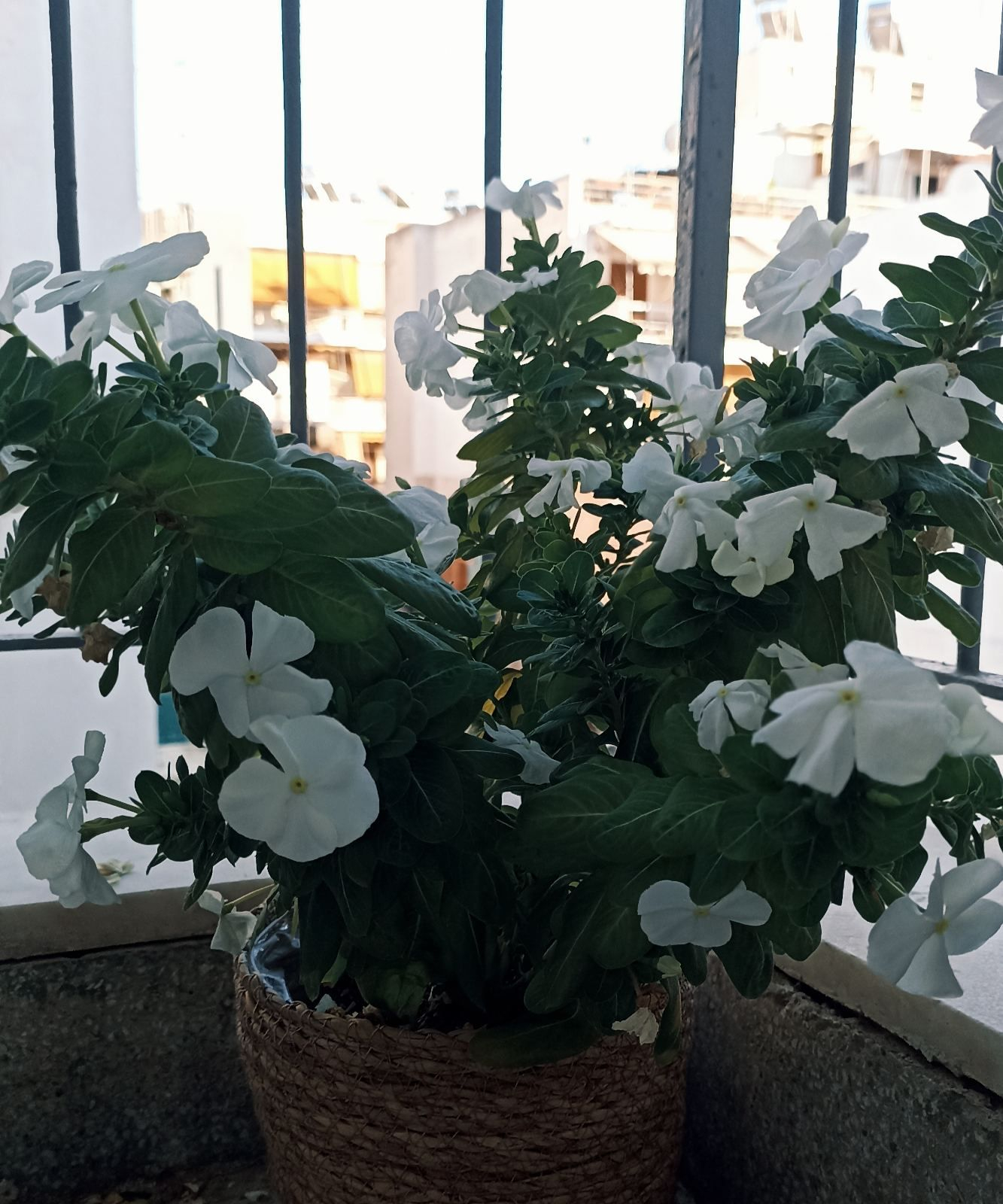 Τα φυτά της Άσπας