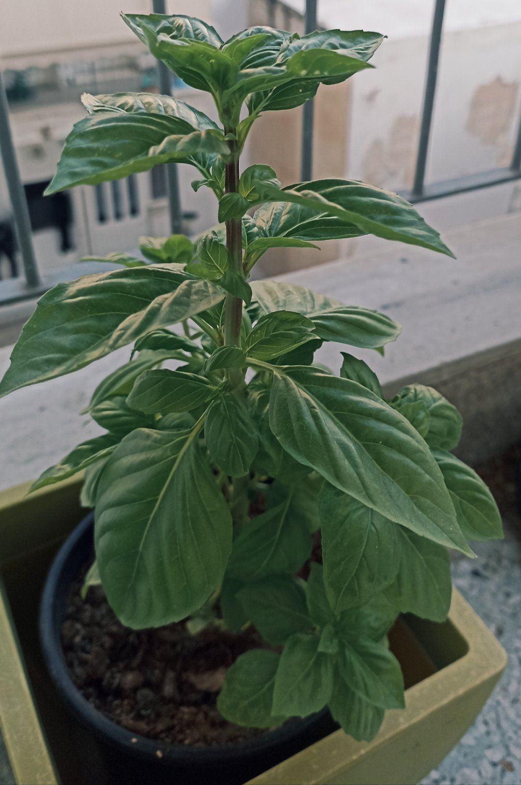 Τα φυτά της Άσπας