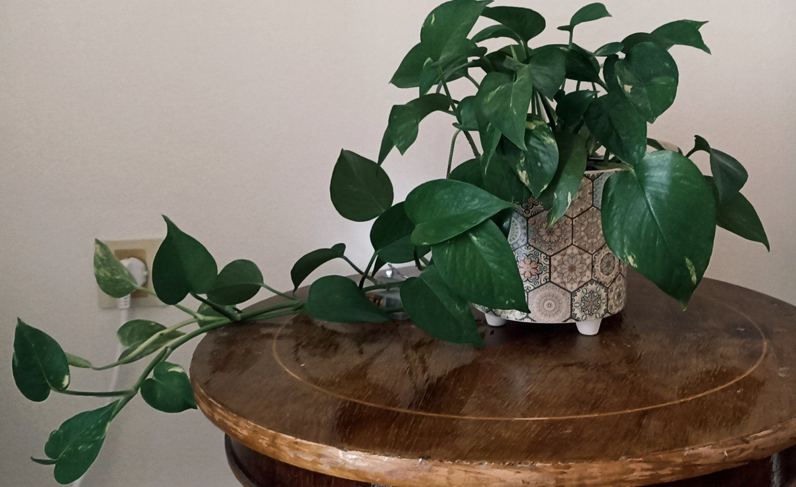 Τα φυτά της Άσπας