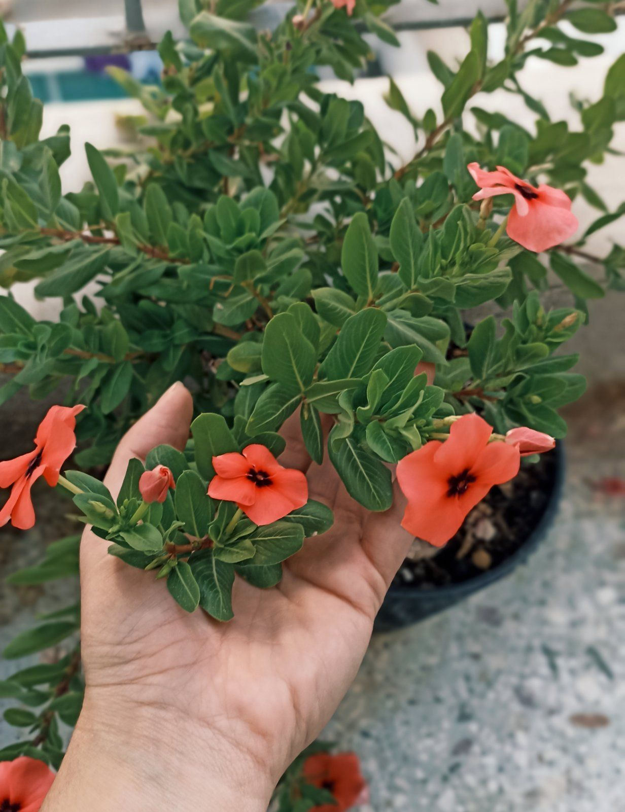 Τα φυτά της Άσπας