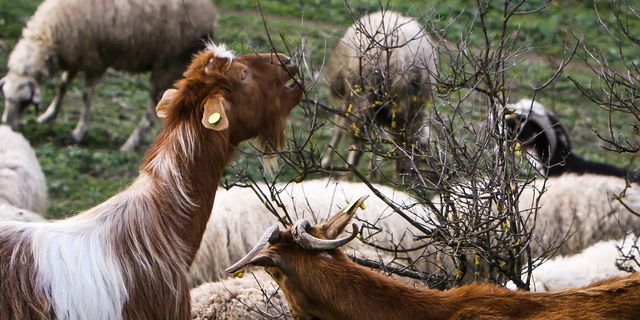 Ευλογιά προβάτων: Οι 6 επιστημονικές αλήθειες για την αντιμετώπιση της κρίσης