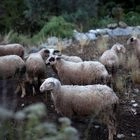 Θεσσαλονίκη: Μέτρα σε λιμάνι και αεροδρόμιο για τον αφθώδη πυρετό